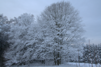 winter trees