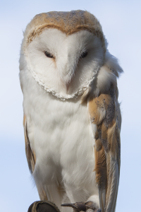 Barn owl