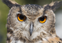 Eagle owl