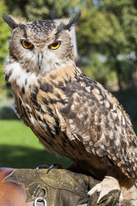 Eagle owl