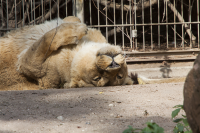 lioness lying back