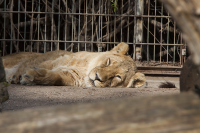 lioness resting