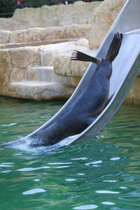 Sea lion sliding