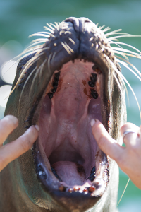 Sea lion teeth