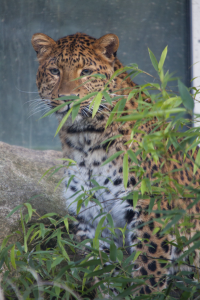 leopard hiding