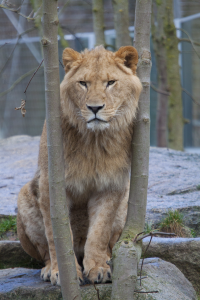 lion between trees