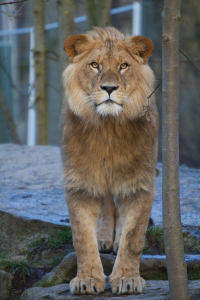 lion in sunset