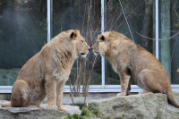 lion nose to nose