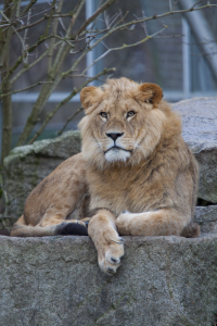 lion resting