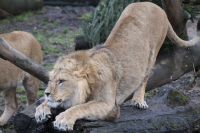 lion stretching