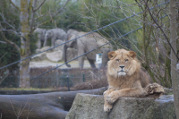 lion with elephant