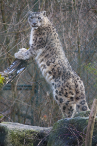 snow leopard