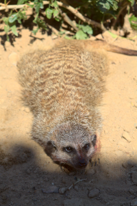 bloody meerkat