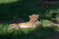 cheetah mother