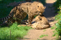 cheetah with her kid