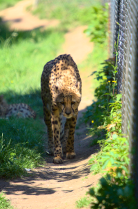 cheetah walking