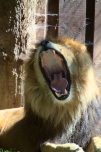 lion big yawn