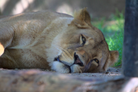 sleeping lioness