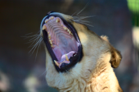 lioness yawning