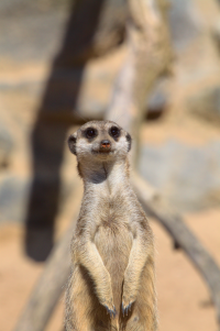 meerkat on duty