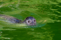 sea-lion