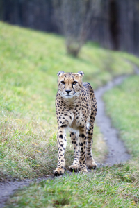 Cheetah walking