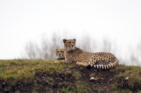 Cheetahs