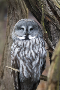 Half asleep owl