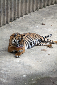 Tiger washing